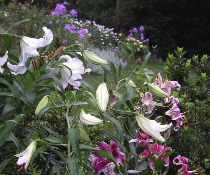 Perennial display soft colors cutting garden